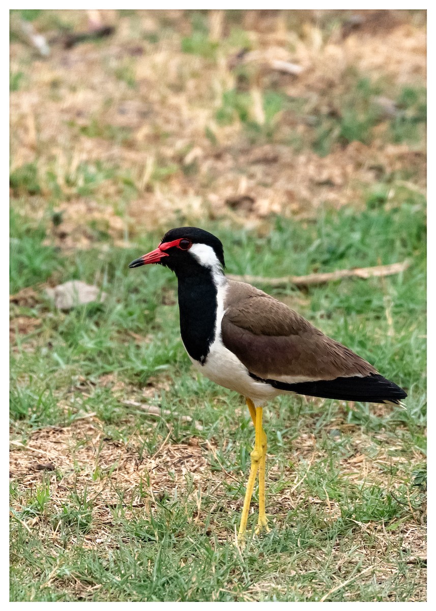lapwing sp. - ML358672671