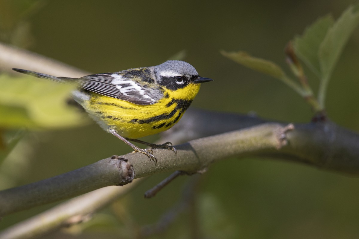 Magnolia Warbler - Michael Stubblefield