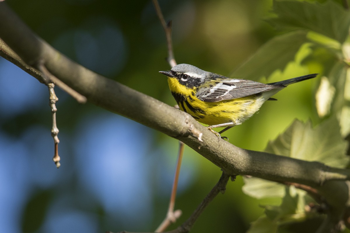 Magnolia Warbler - Michael Stubblefield