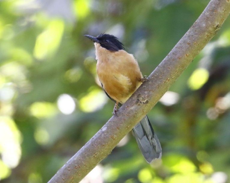 Rufous Sibia - ML358673311