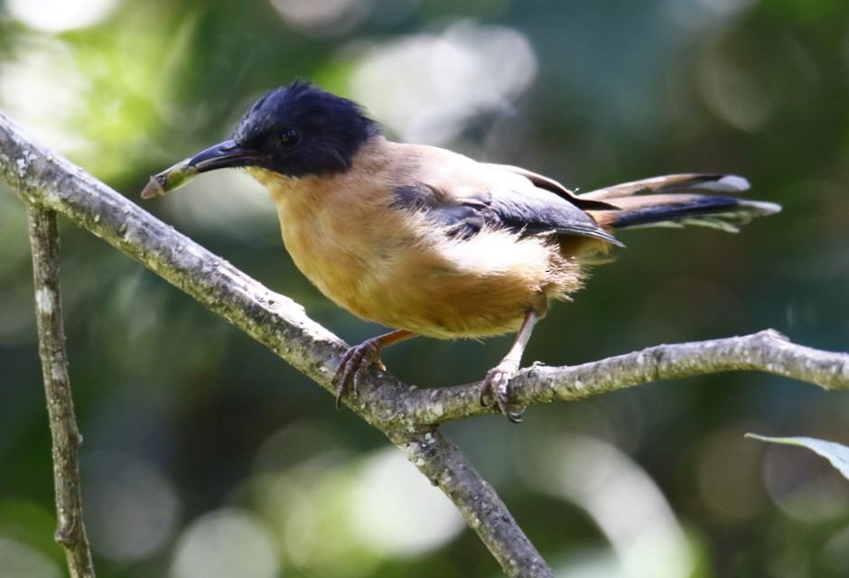 Rufous Sibia - ML358673321
