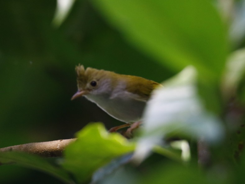 White-bellied Erpornis - ML358675211