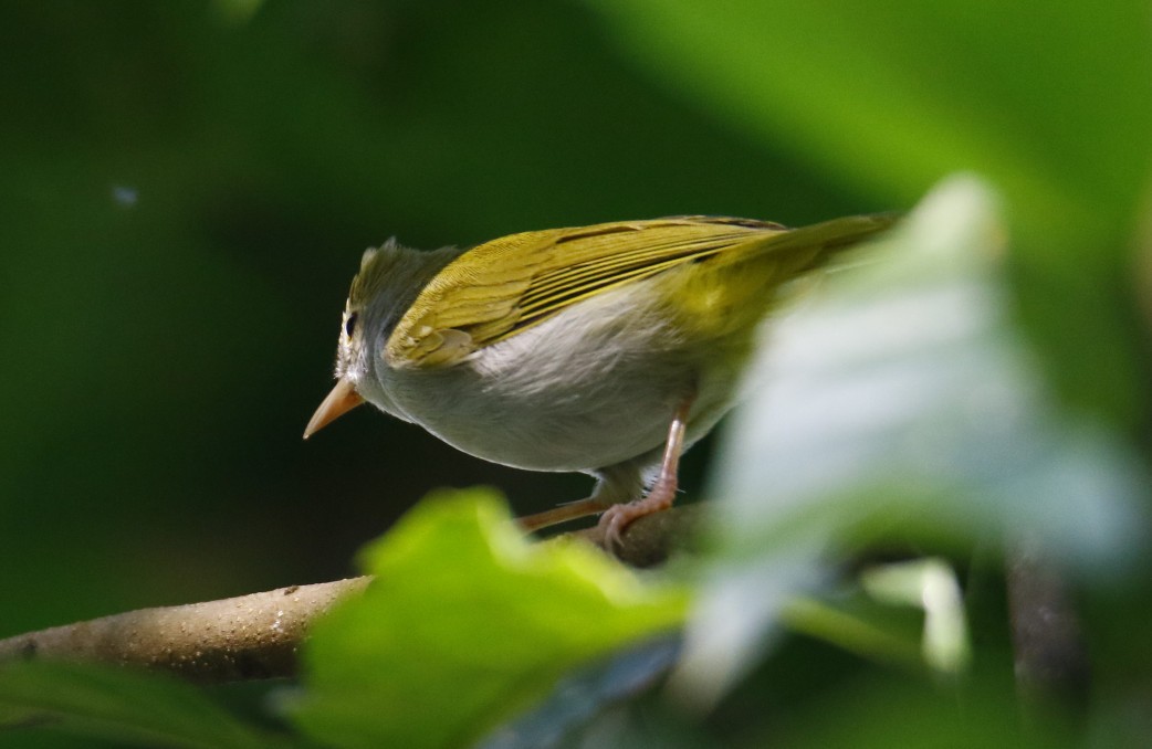 White-bellied Erpornis - ML358675221