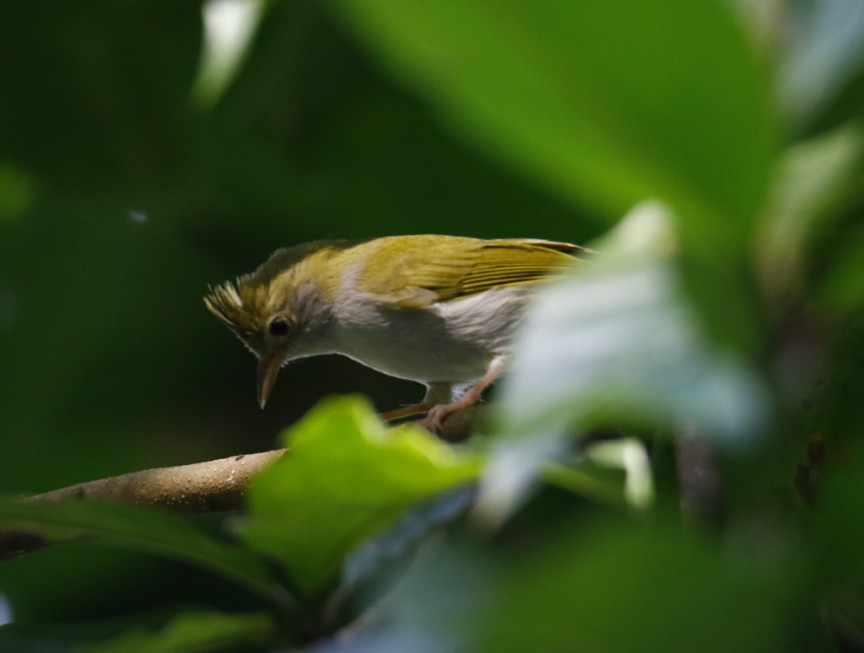 White-bellied Erpornis - ML358675231