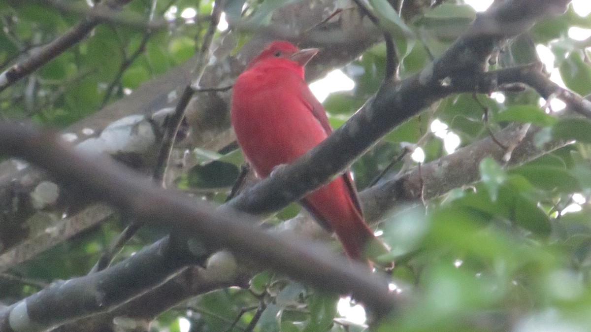 Summer Tanager - ML35867741