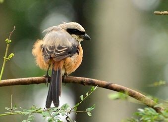 Long-tailed Shrike - ML35868001