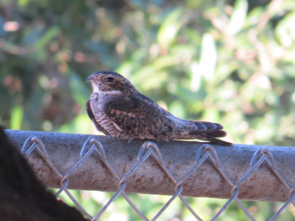 Lesser Nighthawk - ML35868021