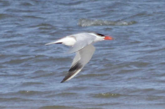 Caspian Tern - David Marjamaa