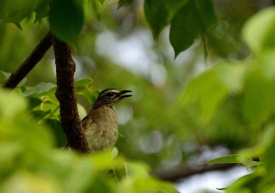 White-browed Bulbul - ML35868161