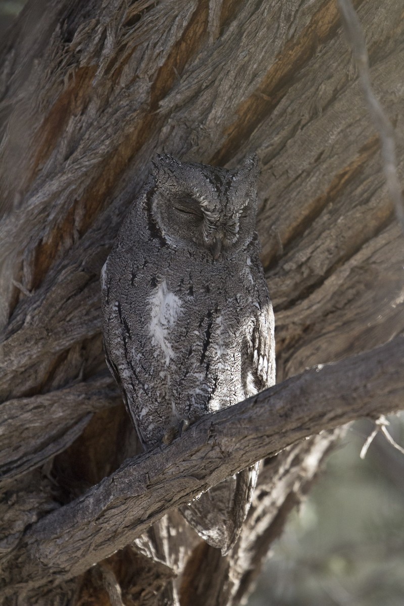 African Scops-Owl - Lily Johnson-Ulrich