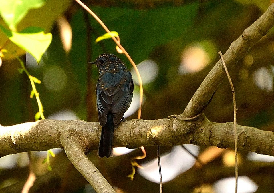 Nilgiri Flycatcher - ML35868301