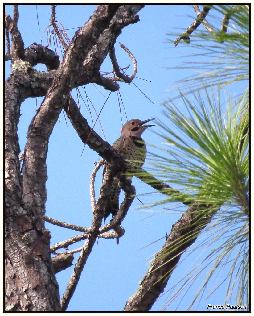 Northern Flicker - ML35868401