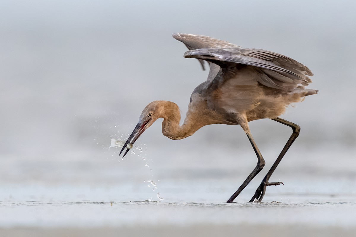 Reddish Egret - ML358686591