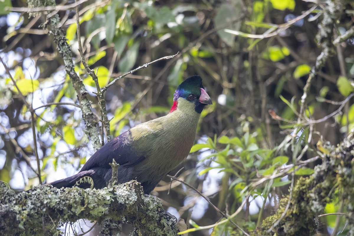 Rwenzori Turaco (Kivu) - ML358687181