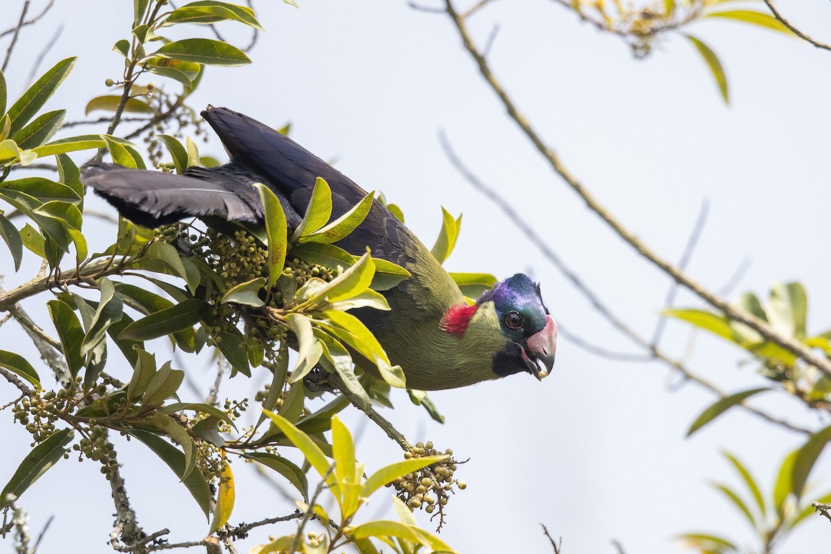 Rwenzori Turaco (Kivu) - ML358687221