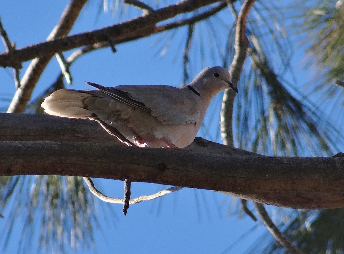 Eurasian Collared-Dove - ML35869011