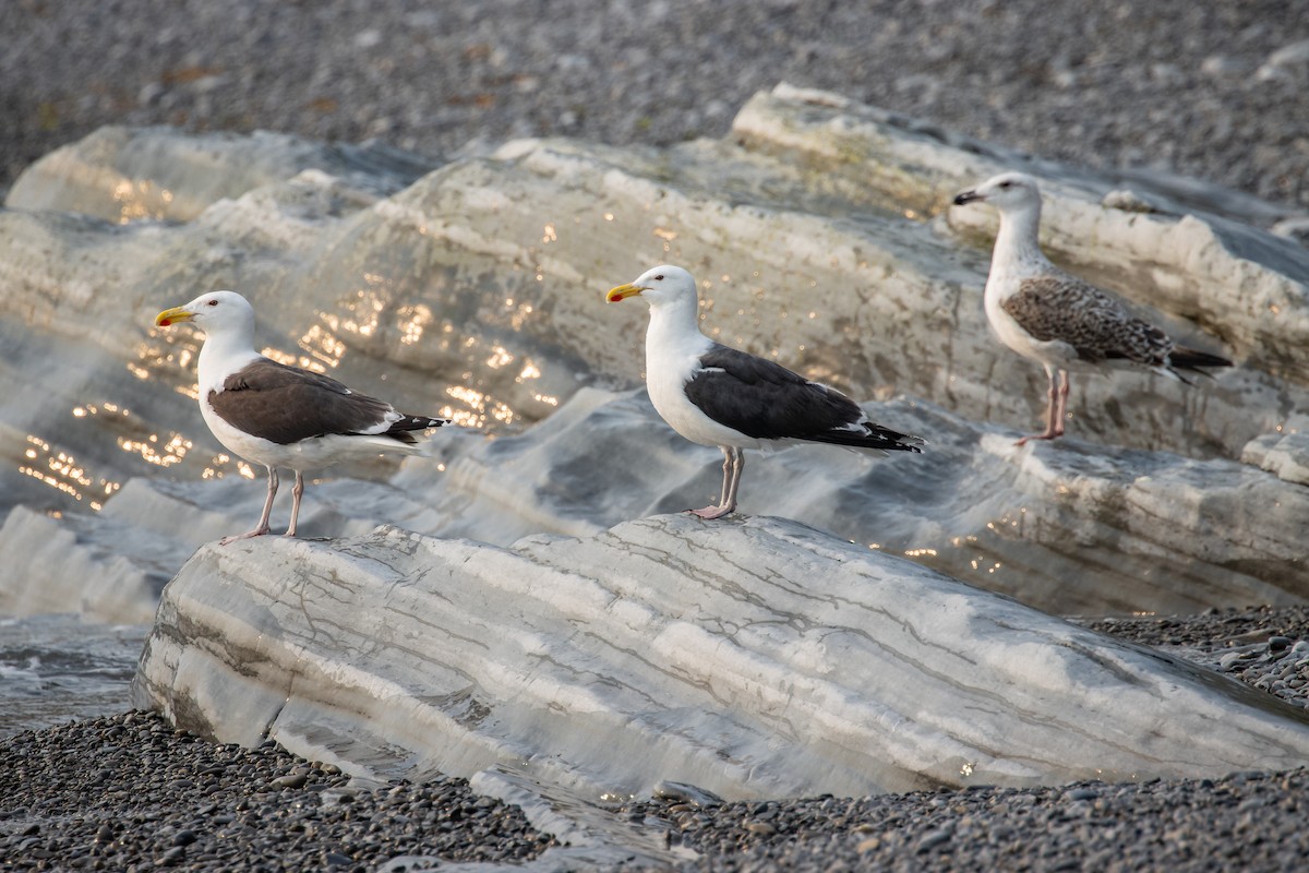 Great Black-backed Gull - Frédérick Lelièvre