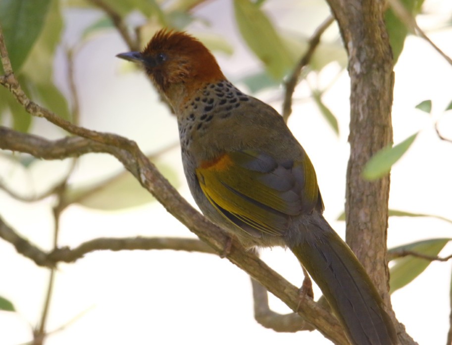 Chestnut-crowned Laughingthrush - ML358690821