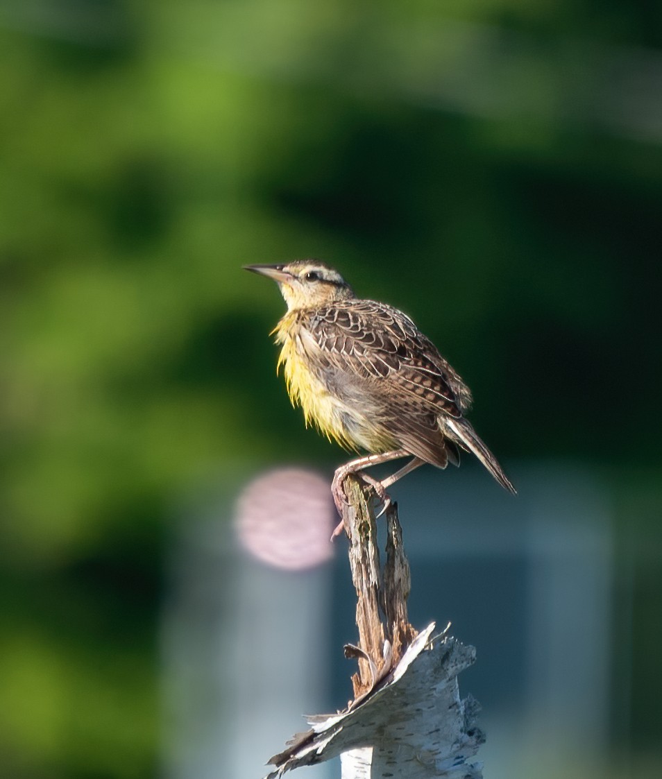 Eastern Meadowlark - ML358691511