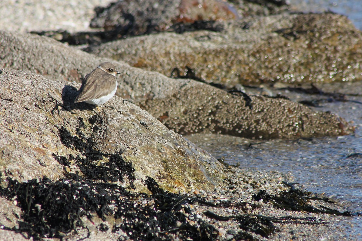 Semipalmated Plover - ML358692231