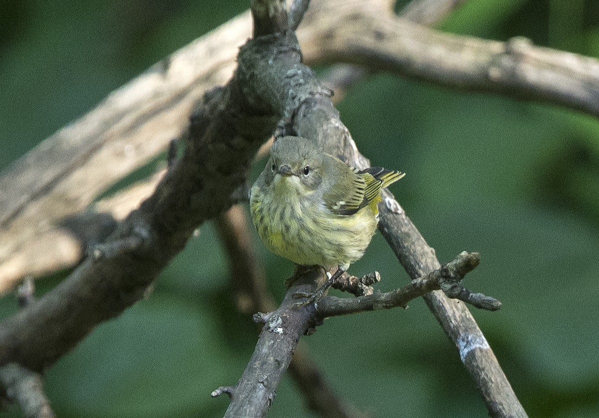 Cape May Warbler - Willie D'Anna