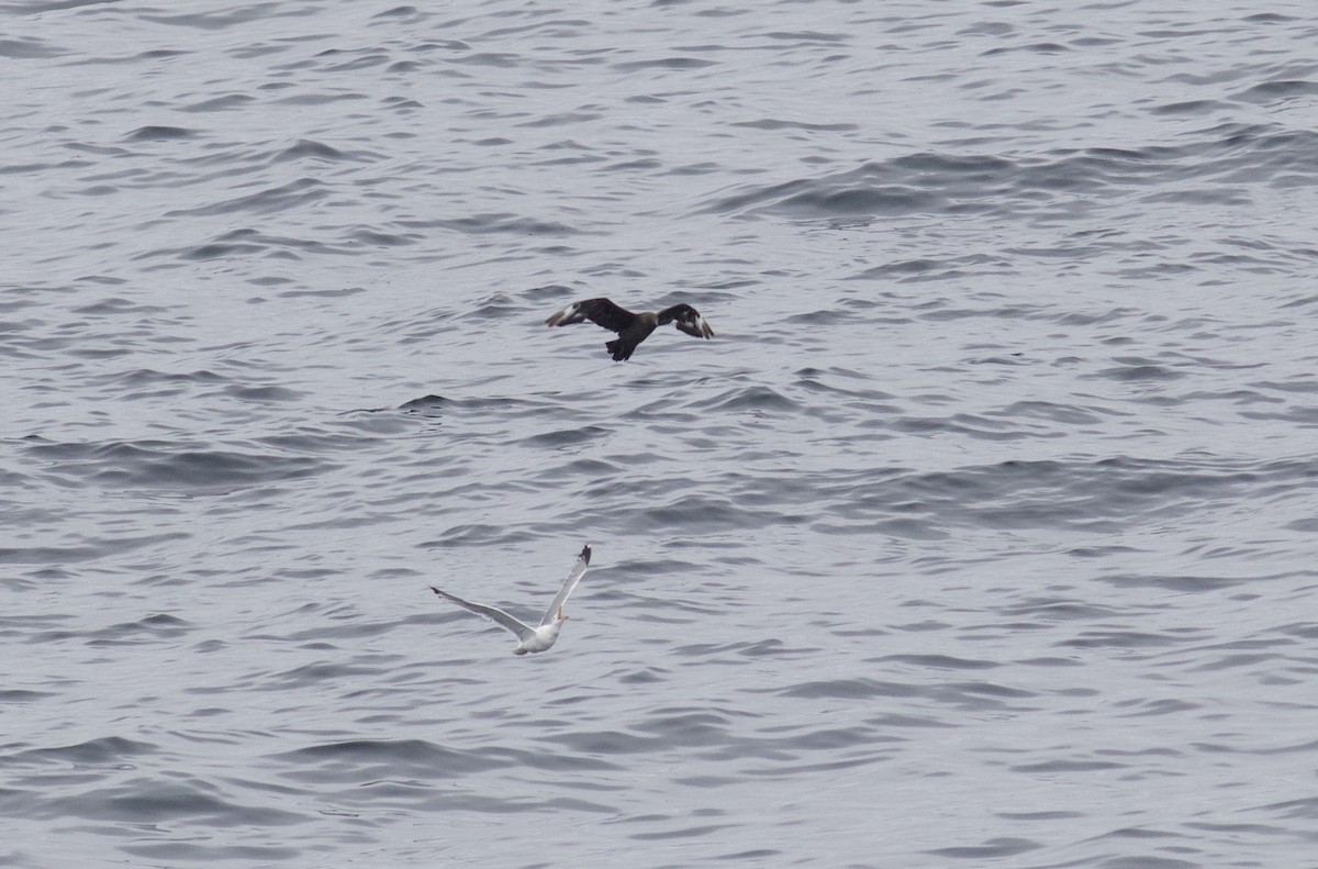 South Polar Skua - ML358693391