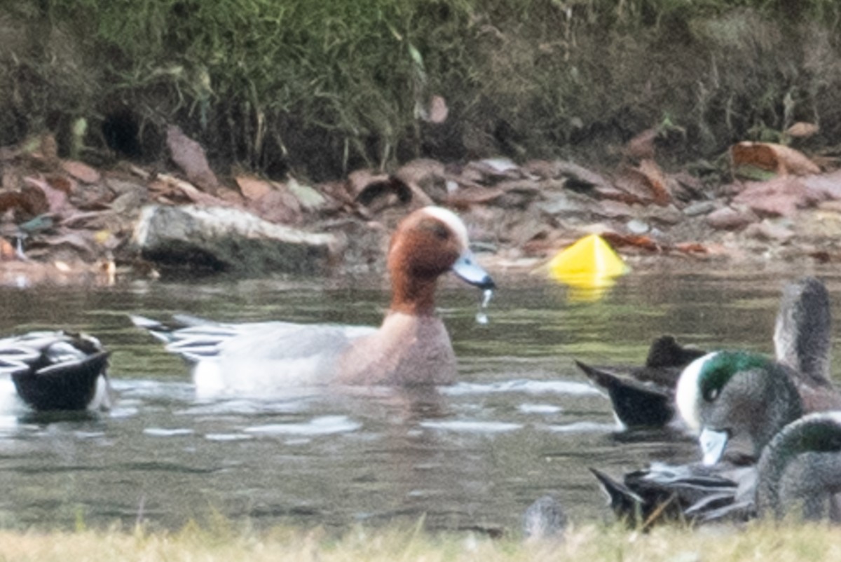 Eurasian Wigeon - ML358694761