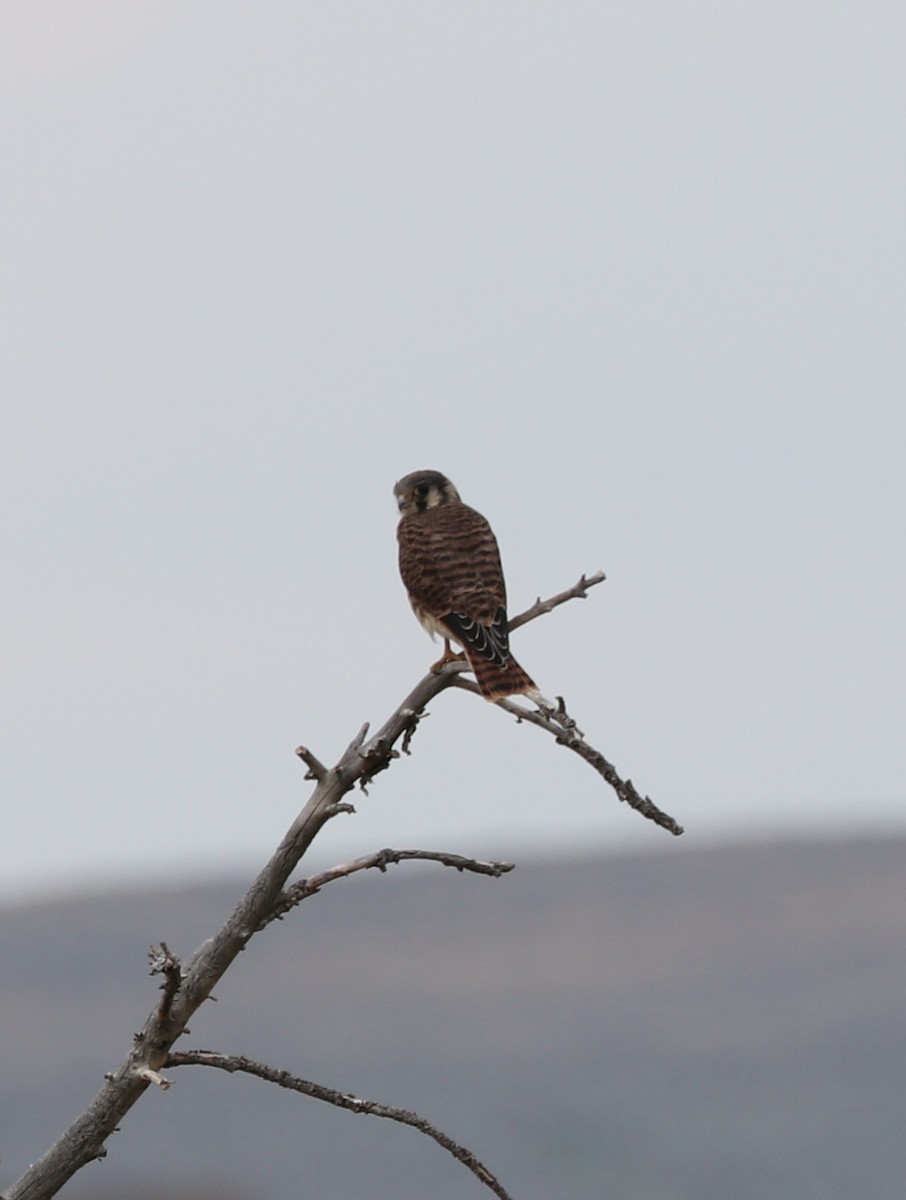 American Kestrel - ML358696101