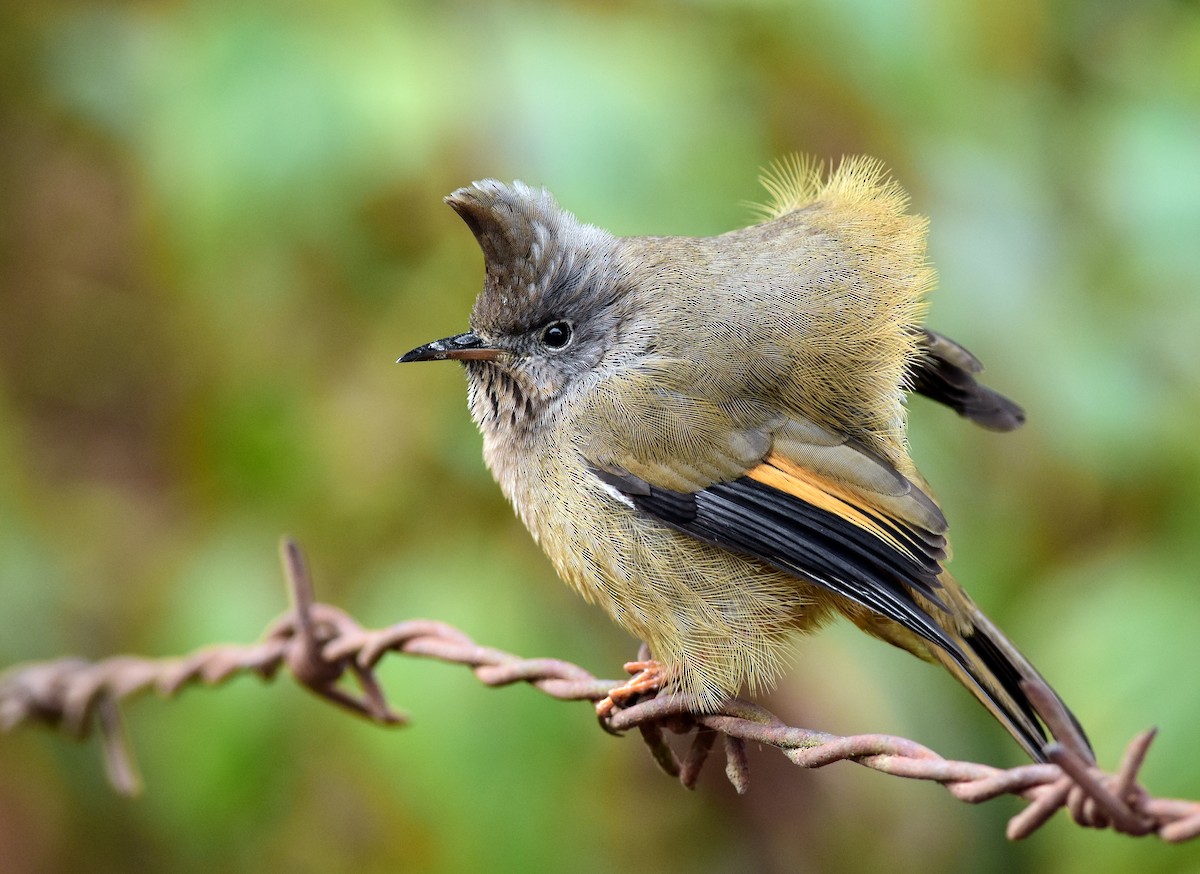 Stripe-throated Yuhina - ML358696581