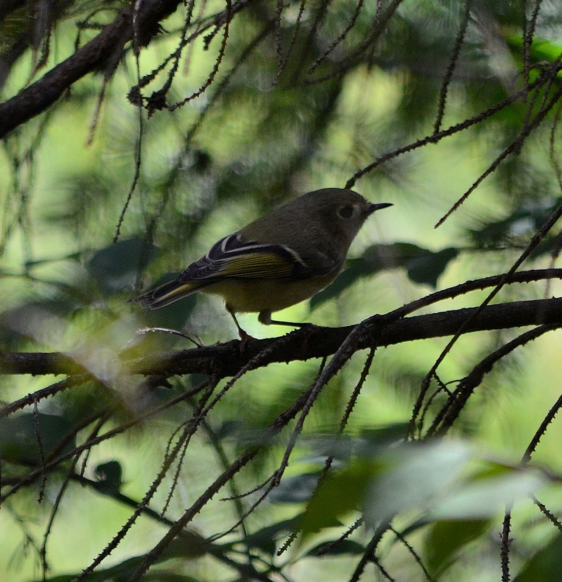 Ruby-crowned Kinglet - ML35869691