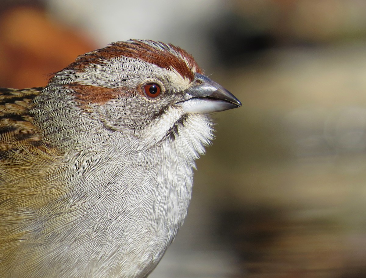 Yungas/Chaco Sparrow - Javier Márquez