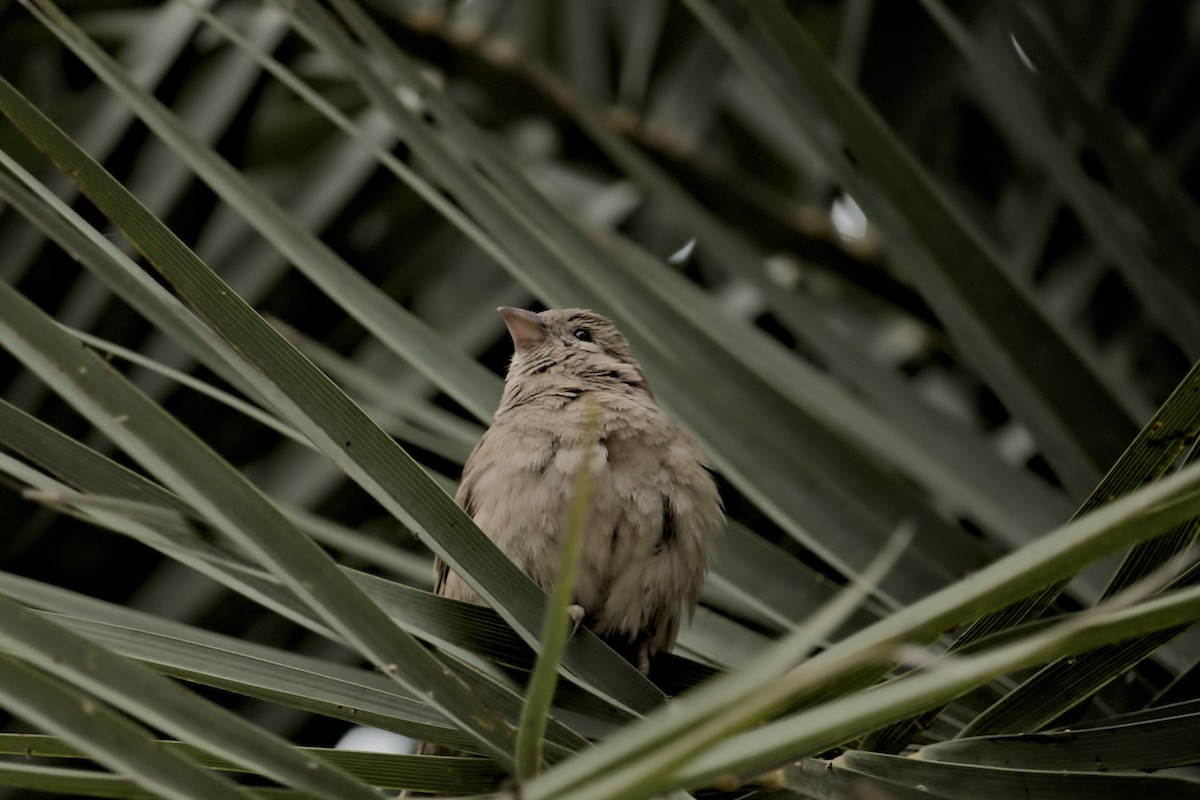 House Sparrow - ML358697471