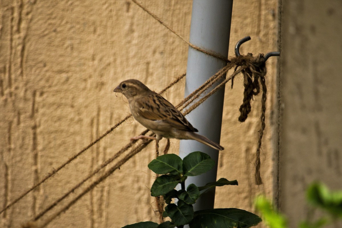 House Sparrow - ML358697481