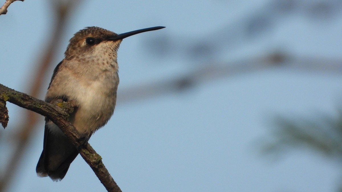 Ruby-throated/Black-chinned Hummingbird - Kevin (Seth) Long