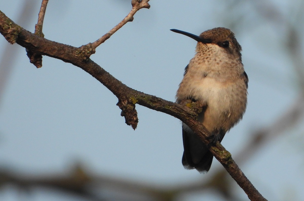  31cm ハチドリ ハイバラエメラルドハチドリ - eBird