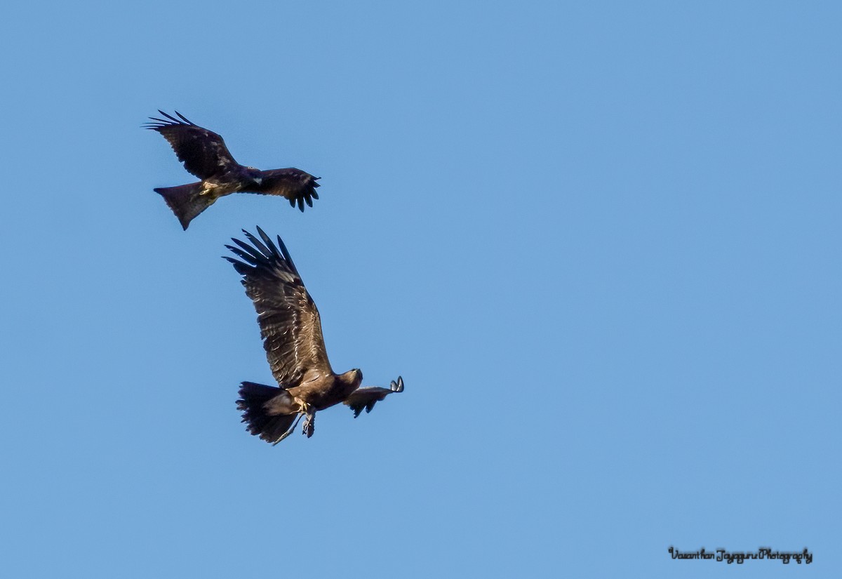 Indian Spotted Eagle - ML358698541