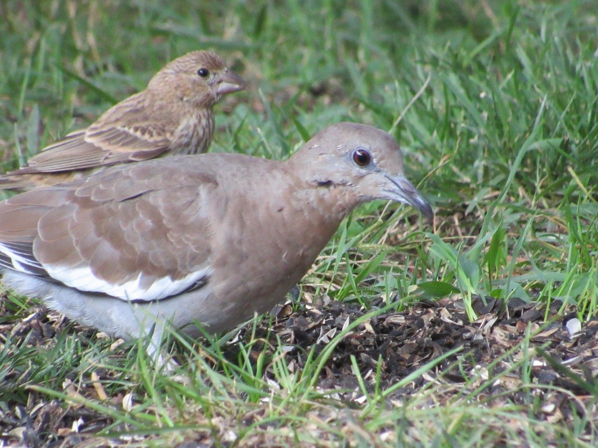 White-winged Dove - ML358700301