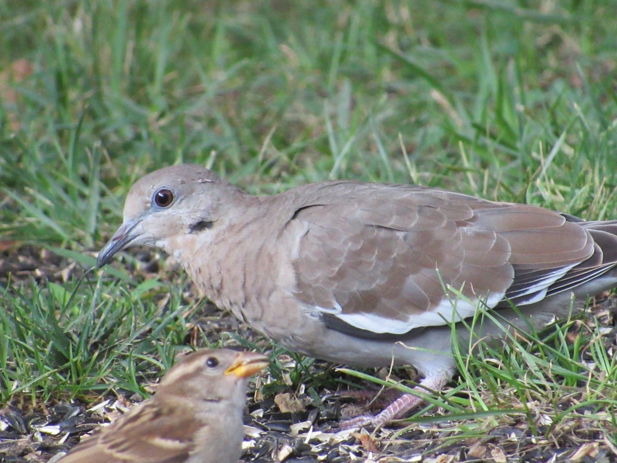 White-winged Dove - ML358700311