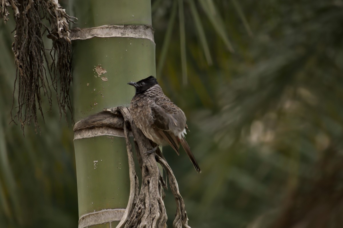 Red-vented Bulbul - ML358700561