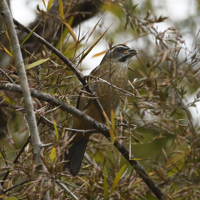 Green-winged Saltator - ML358702121