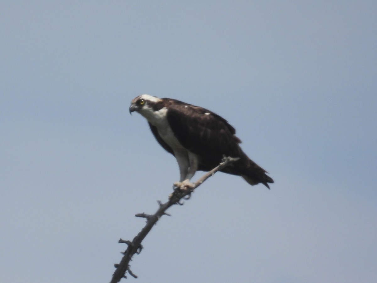 Águila Pescadora (carolinensis) - ML358703671