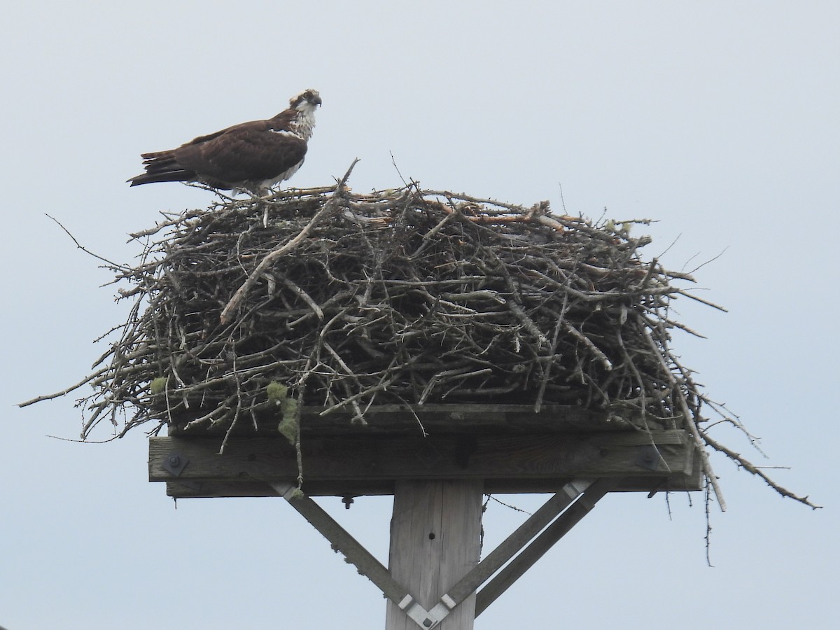 Osprey (carolinensis) - ML358703701