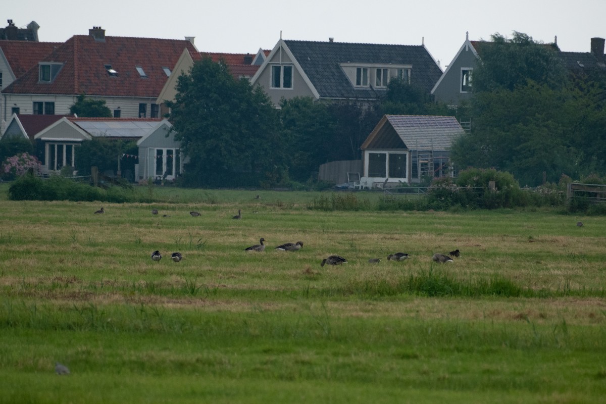 Graylag Goose - ML358704251