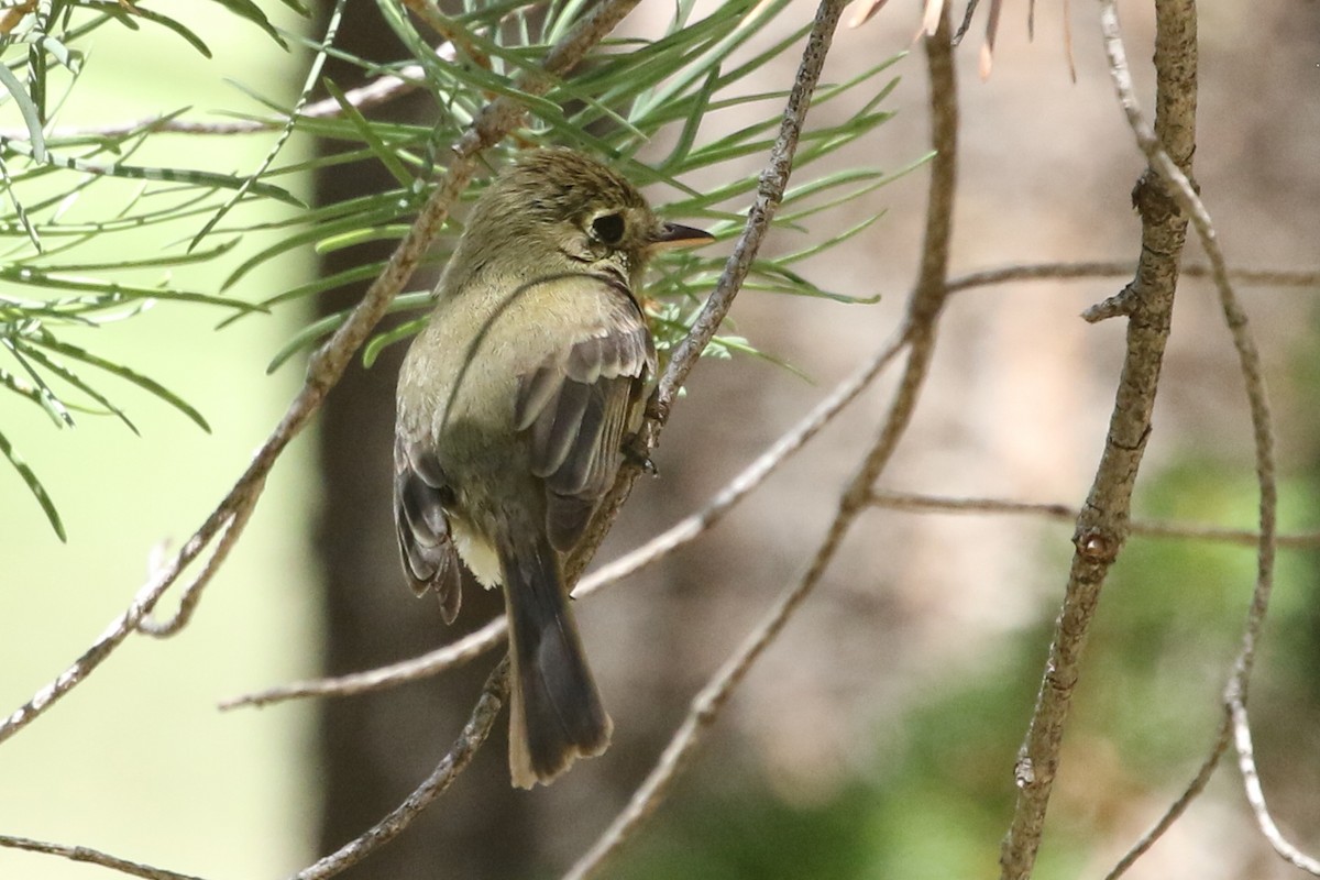 Western Flycatcher (Cordilleran) - ML358706171