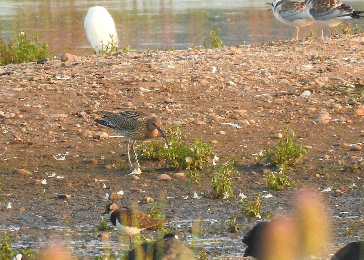 Eurasian Curlew - ML358709601