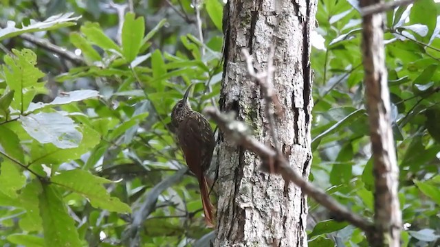 Grimpar moucheté - ML358710241