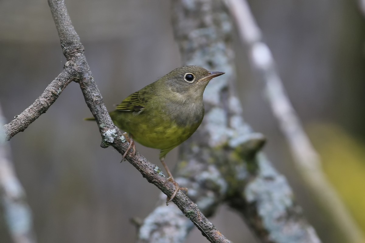 Connecticut Warbler - Don Blecha