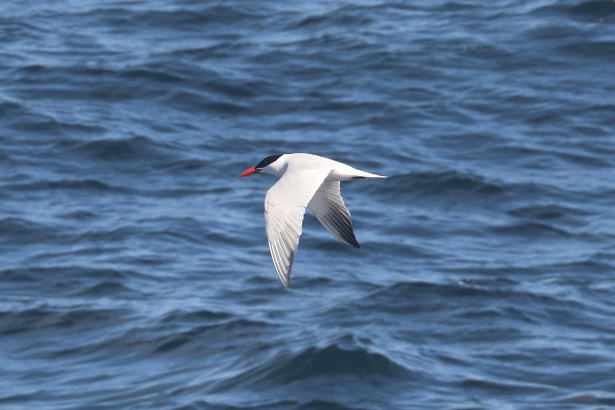 Caspian Tern - Levi Sheridan