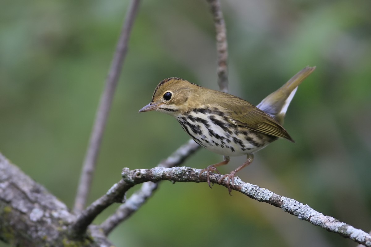 Ovenbird - Don Blecha