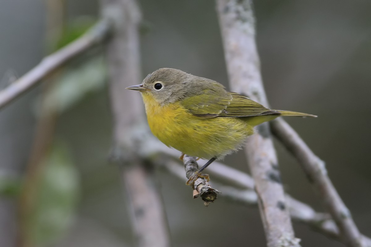 Nashville Warbler - ML35871321